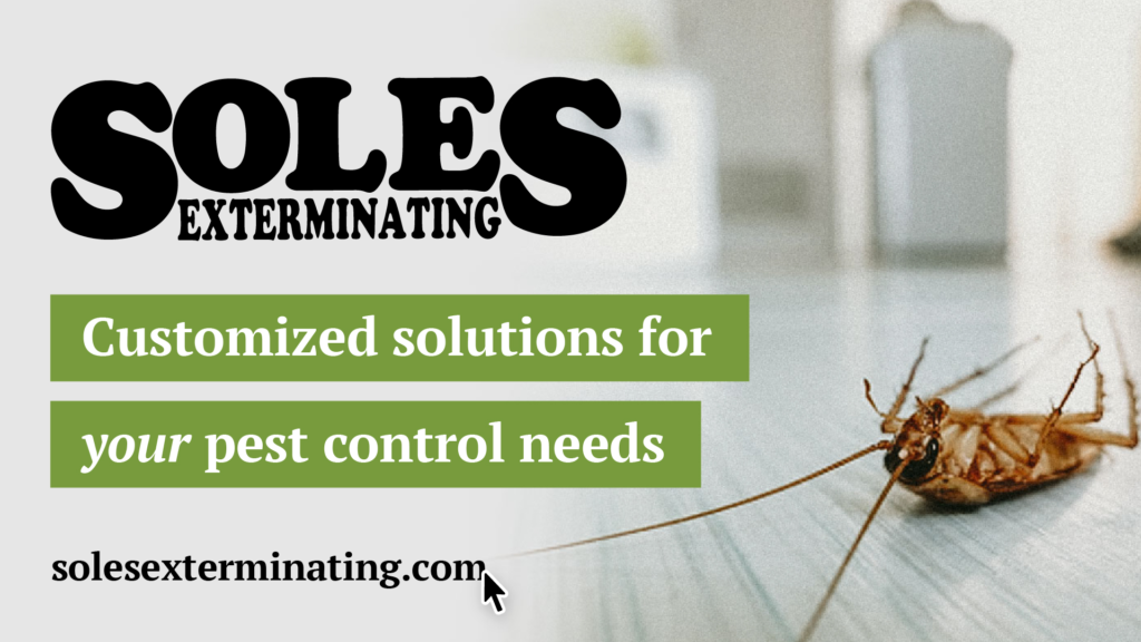 Why pest control Pinellas Park is essential year‑round