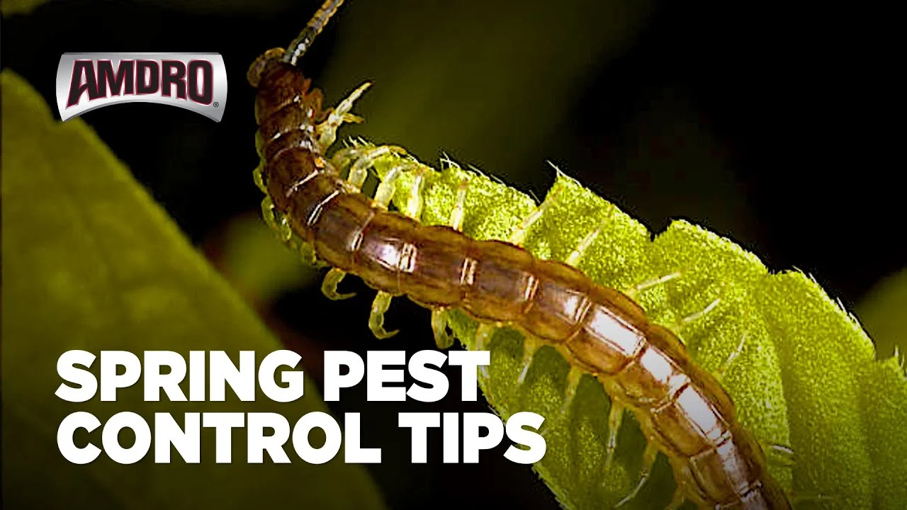 Why pest control powder springs works in spring