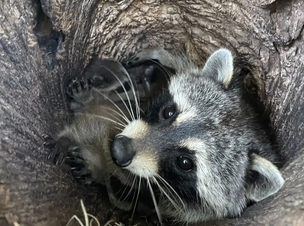 Why Raccoon Removal Becomes Necessary