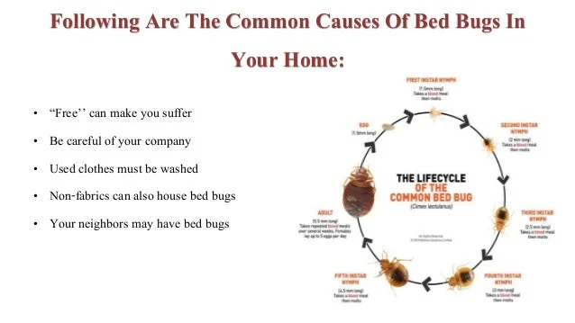 Why should i be scared of bed bugs? Biological Reasons for Their Presence