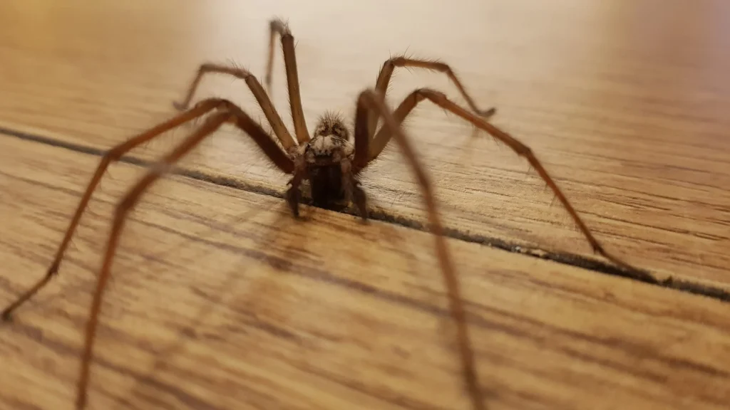 Why Spiders Appear in Homes