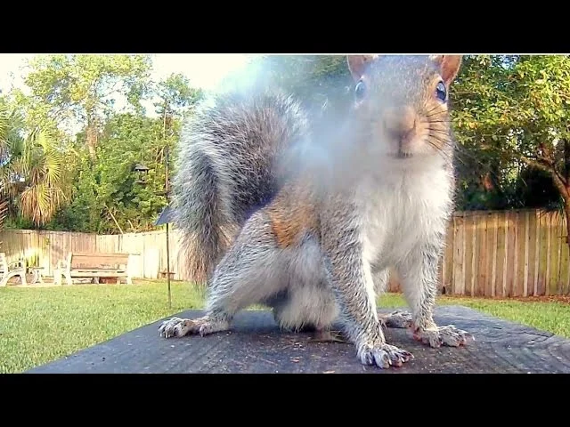 Why Squirrels Mark Their Territory with Urine