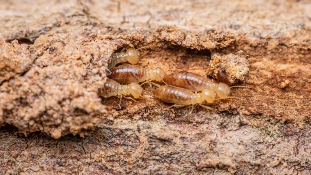 Why Termite Control Belle Glade Is Crucial: Understanding the Pest