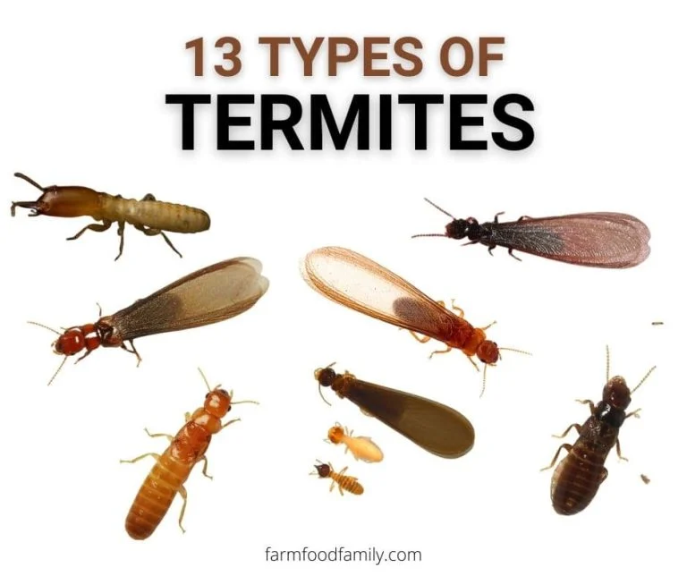 Why Termites Are Common in Alpharetta Homes
