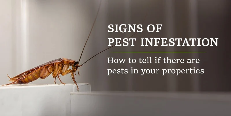 Why This Pest Appears in Homes