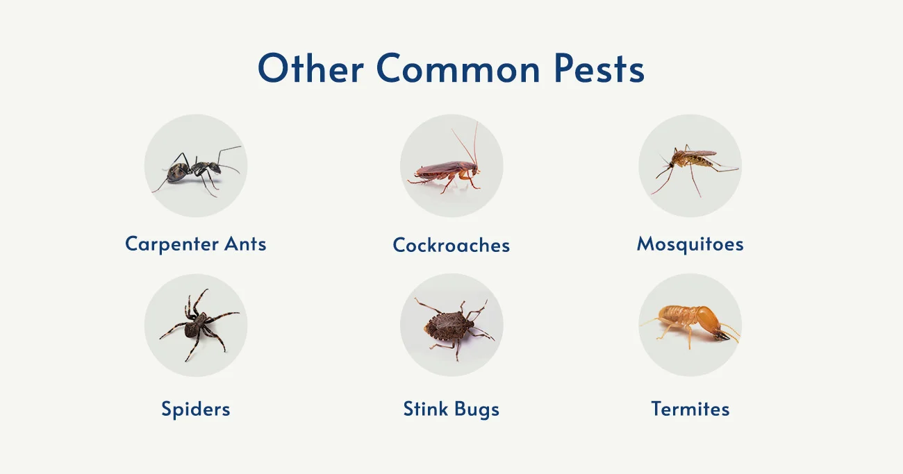 Why This Pest Appears in NYC Homes