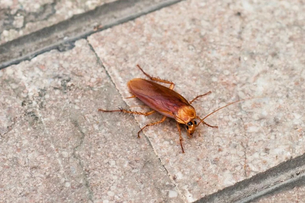 Why This Pest Appears in Woodstock Homes
