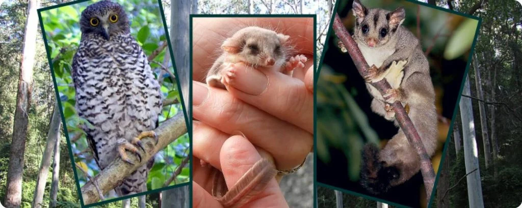 Why This Wildlife Appears in Homes