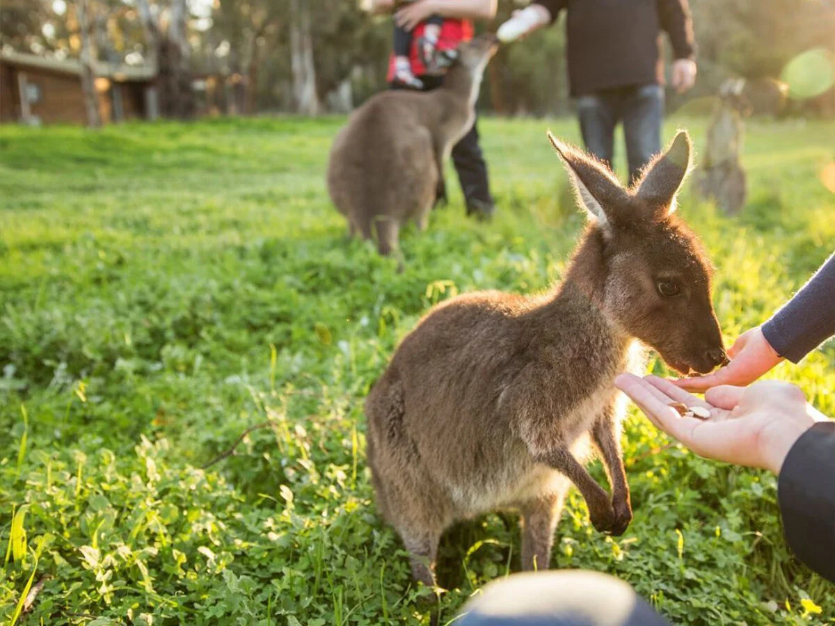 Why Wildlife Appears in Woodstock Homes