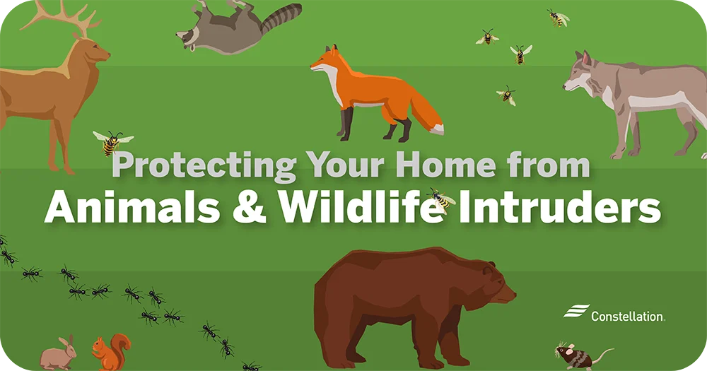 Why Wildlife Enters Brandon Homes