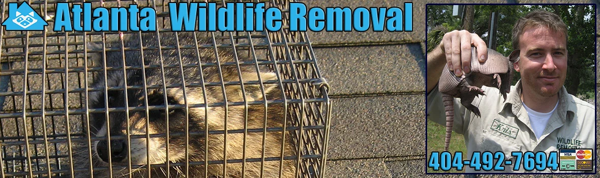 Why Wildlife Removal Atlanta Is Often Needed