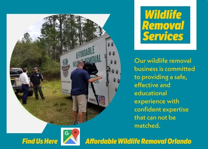 Why Wildlife Removal Bardmoor Is Often Needed