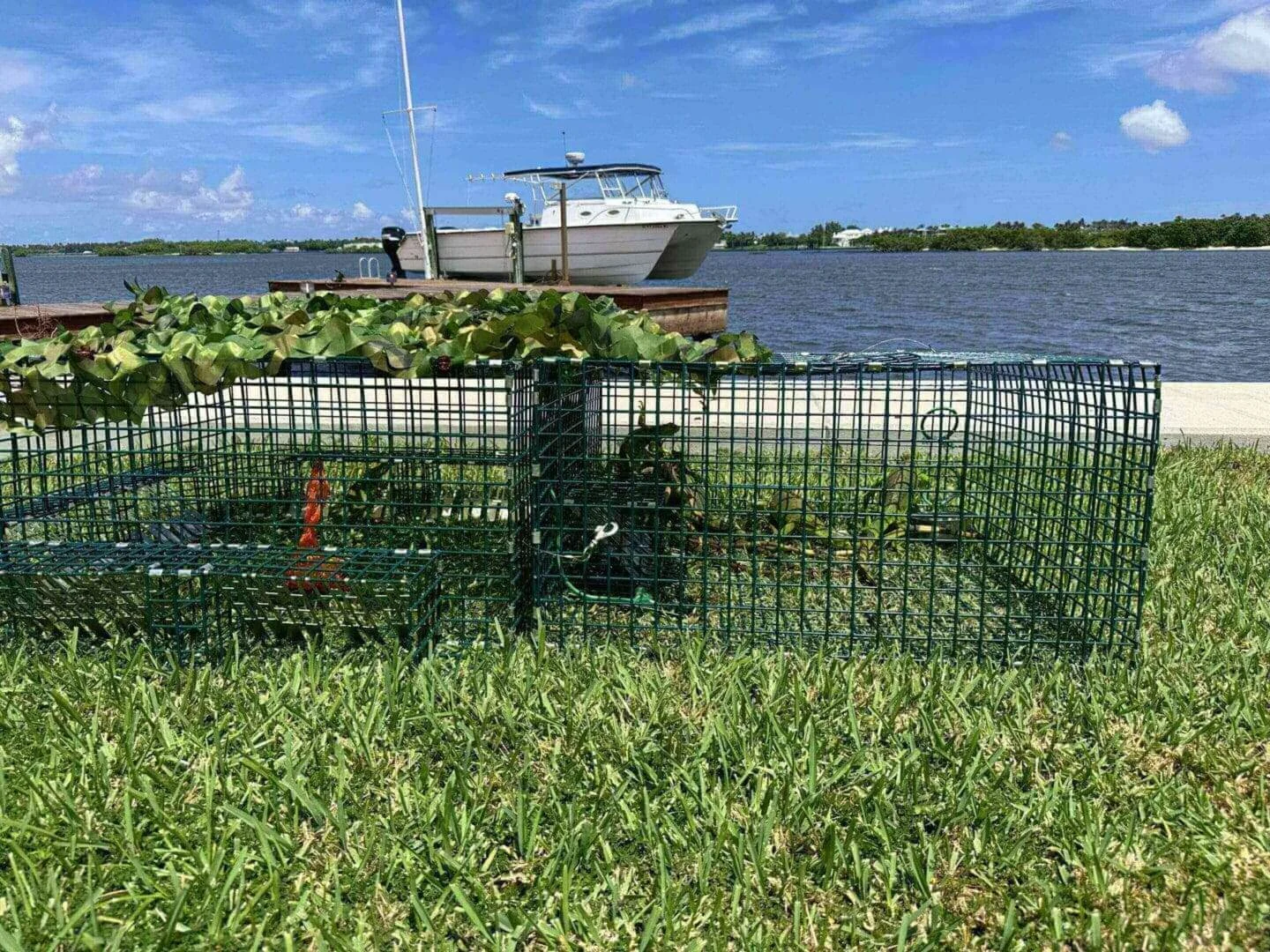 Why Wildlife Removal Juno Beach Is Often Needed
