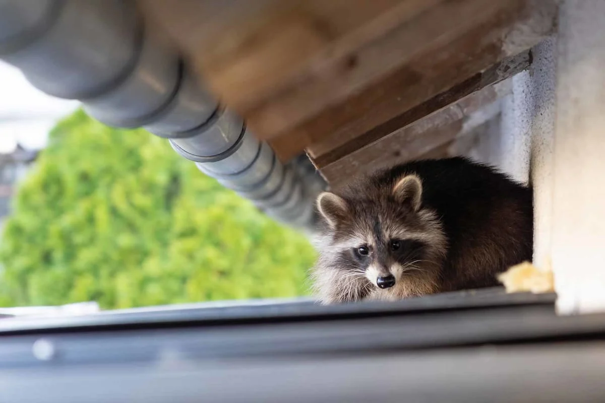 Why Wildlife Removal Plant City Is Often Needed