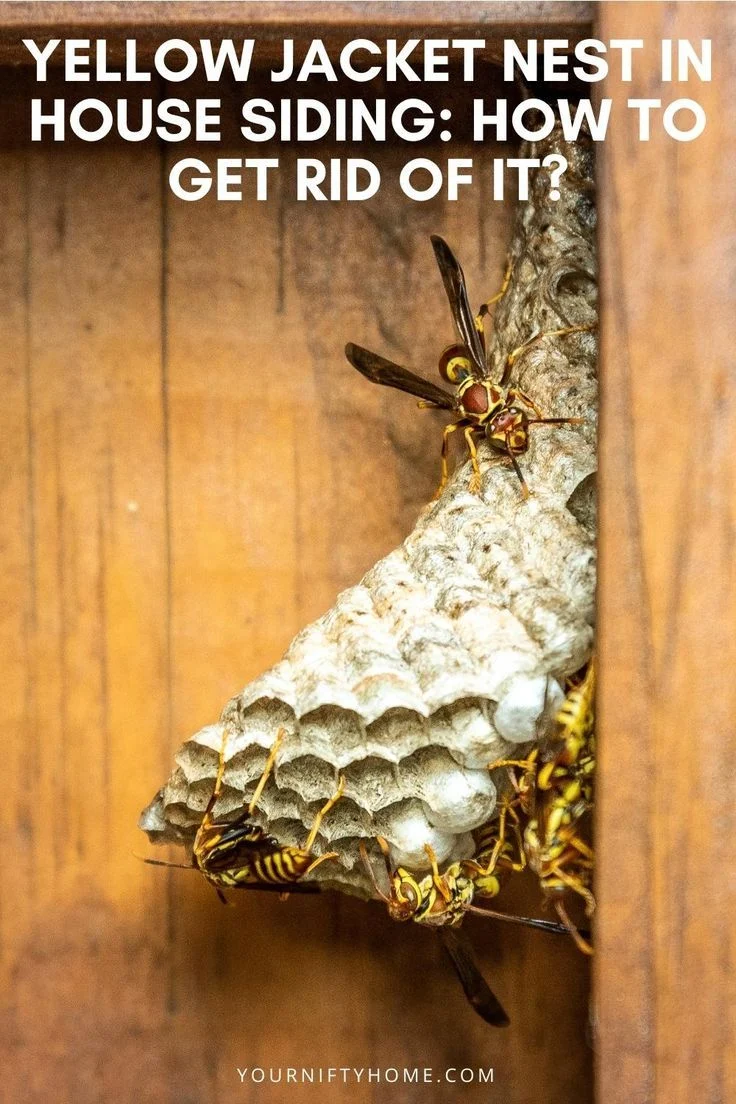Why Yellow Jackets Appear Around Homes