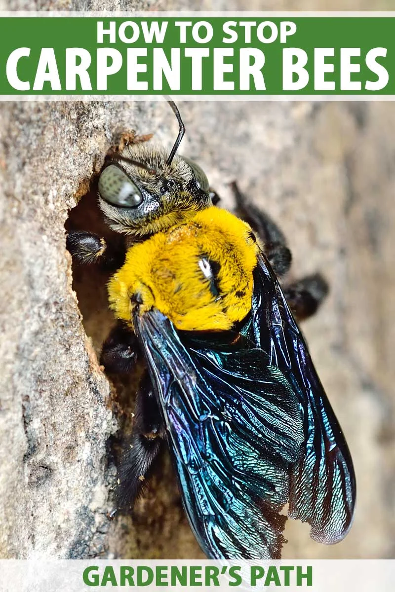 Why You Need to Know How to Get Rid of Carpenter Bees