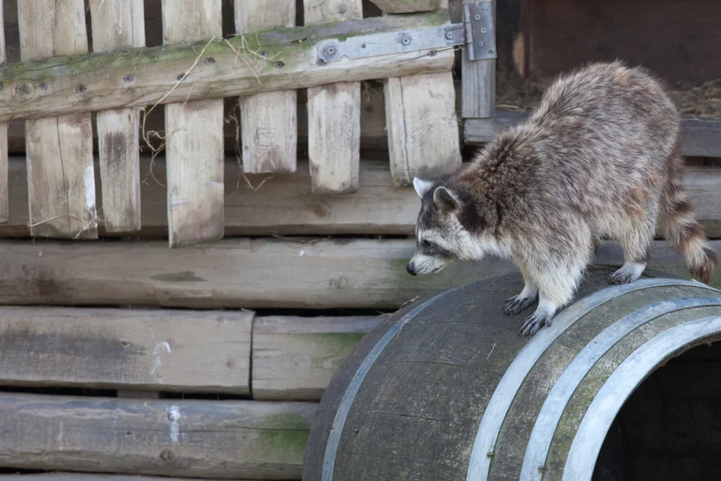 wildlife removal milton – Signs of Infestation