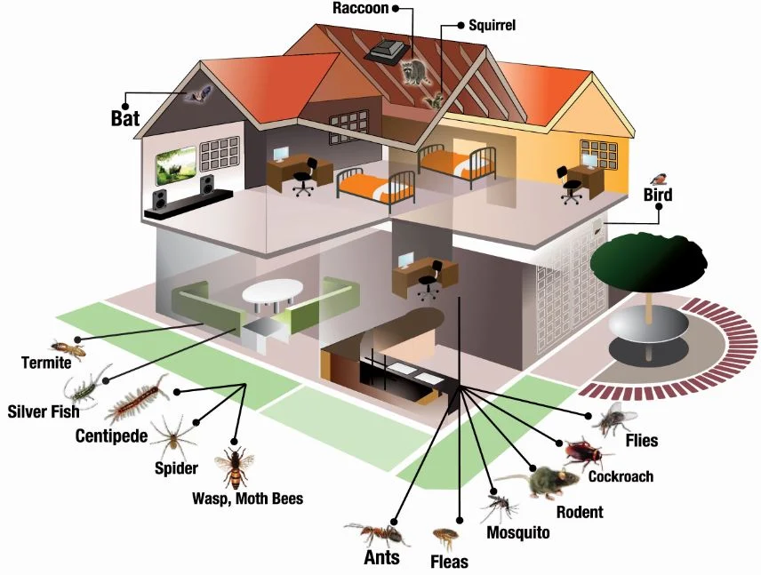 wildlife removal milton – Why This Pest Appears in Homes