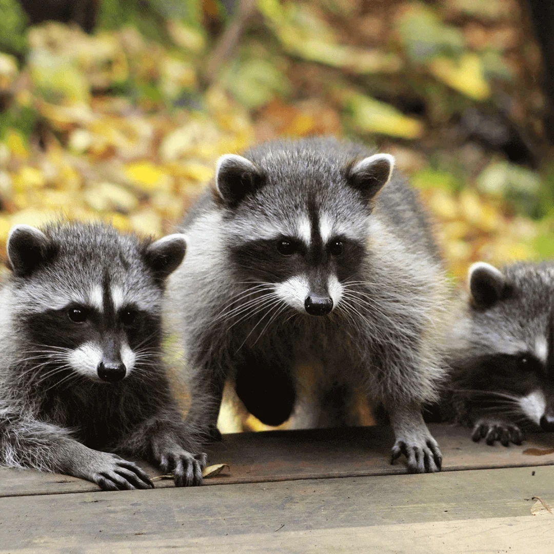 Wildlife Removal Pinellas Park: Why These Animals Seek Your Home