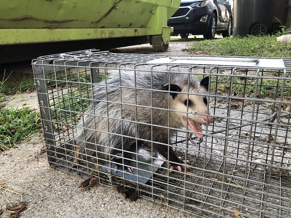Wildlife Removal Sun City Center: Why Animals Invade Your Property